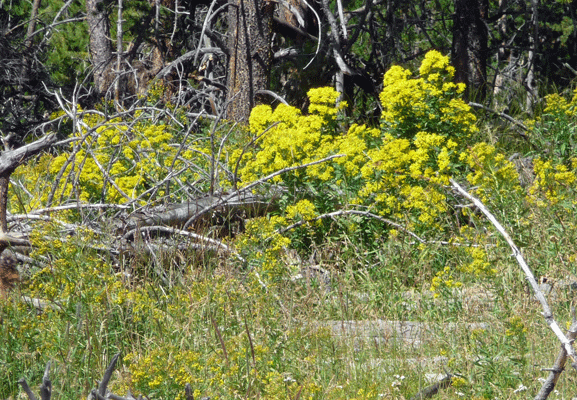 Goldenrod