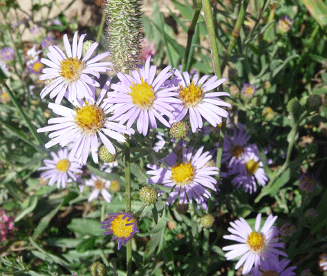 Asters