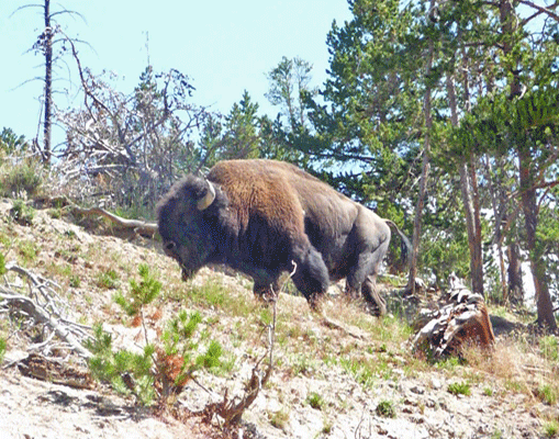 Bison above Dragon Mouth Spring