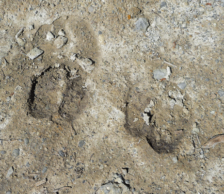 Bison prints