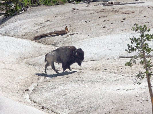 Bison in geyser basin