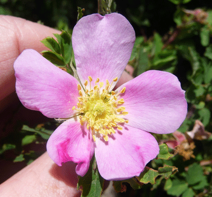 wild rose