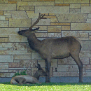 Elk at Mammoth Hot Springs Yellowstone