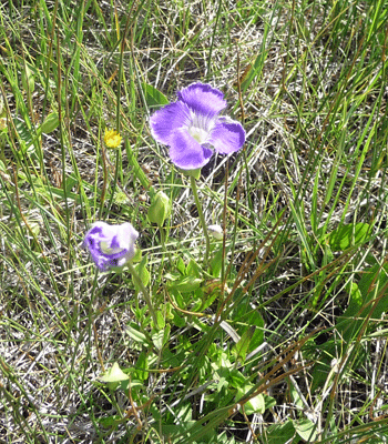 Fringed Gentian