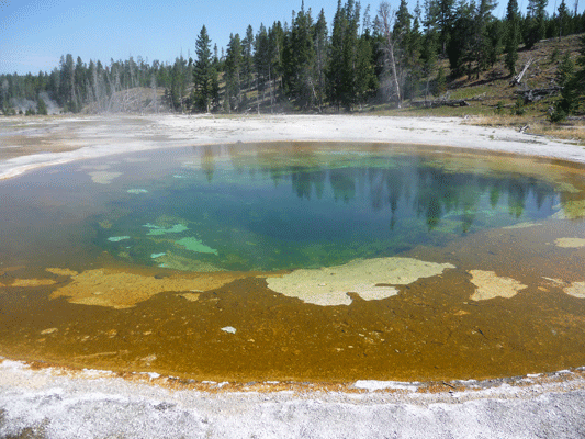 Beauty Pool