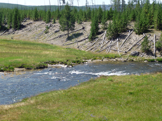 Gibbon River Yellowstone