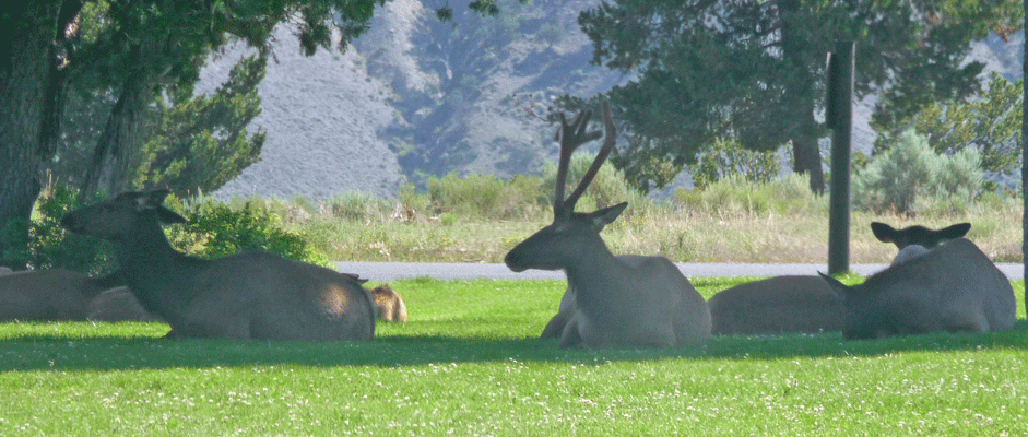 Elk at the Mammoth Hot Springs Post Office