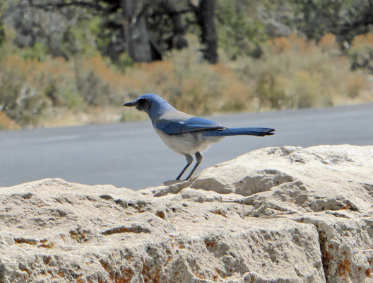 Scrub Jay Grand Canyon