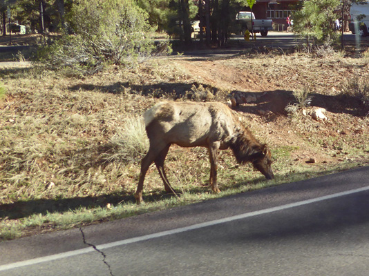 Elk near Mather Campground Grand Canyon