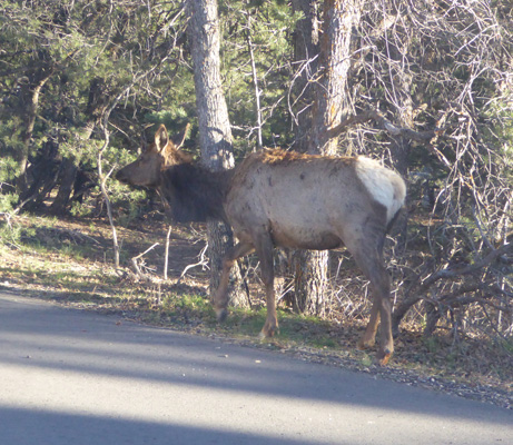 Elk in Trailer Village Grand Canyon