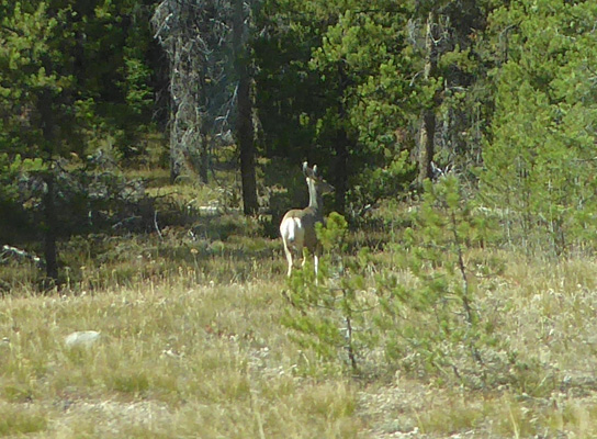 Mule deer