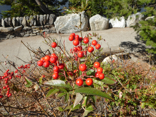 red berries Jenny Lake