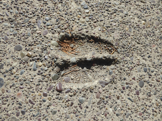 Elk print in concrete