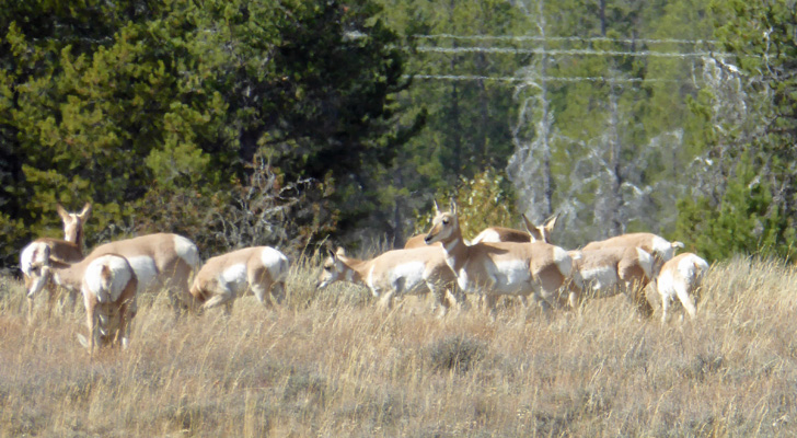 pronghorns