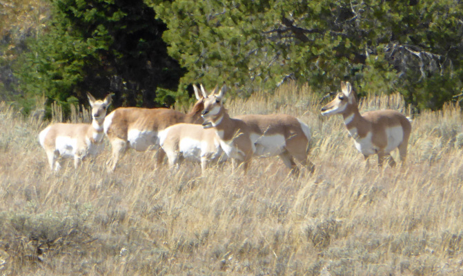 pronghorns