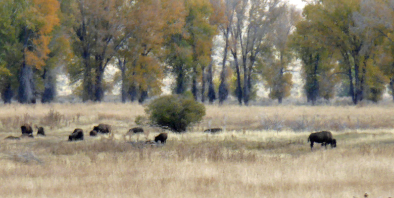 Grand Teton Bison herd