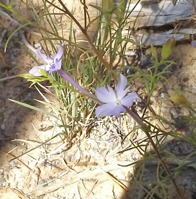 Whiteflower Skyrocket (Ipomopsis longiflora)