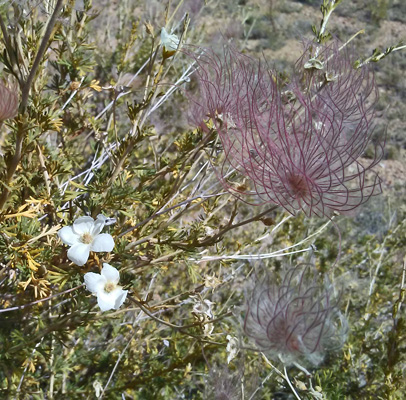 Apache Plume (Fallugia paradoxa)