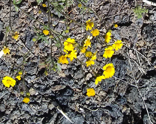 Showy Goldeneye (Heliomeris multiflora) 
