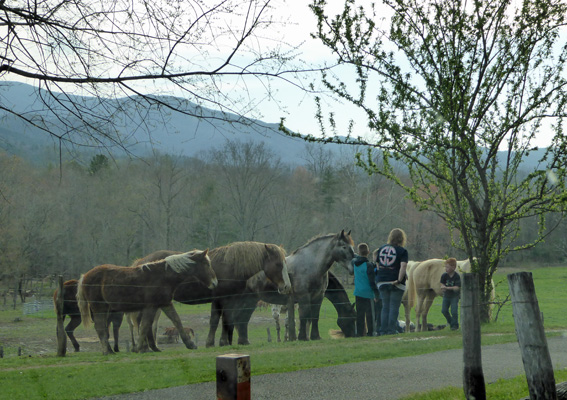 Cades Cove horses