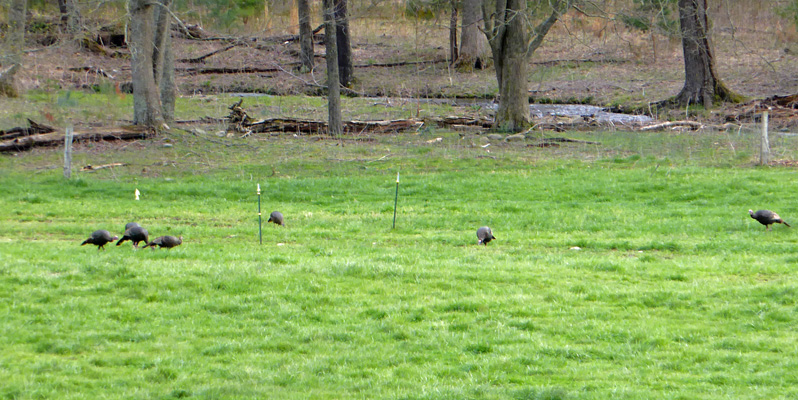 Wild Turkeys Cades Cove