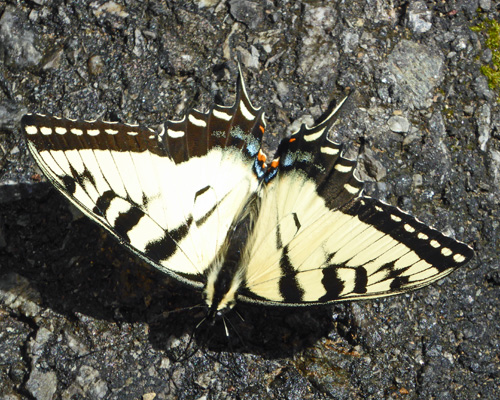 Butterfly Great Smoky Mt NP