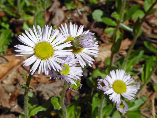 Robin's Plantain (Erigeron pulchellus)