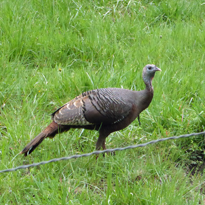 Wild Turkey Cades Cove