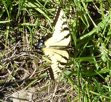 Butterfly in grass