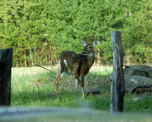 Deer Cades Cove