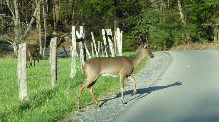 Deer Cades Cove