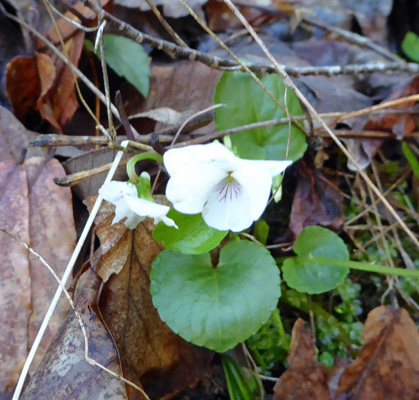 Northern white-violet (Viola macloskeyi)