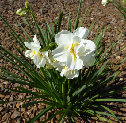 Narcissus