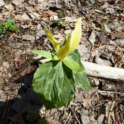 Yellow Trillium (Trillium luteum)