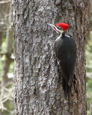 pileated woodpecker