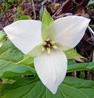 Large-flowered Trillium