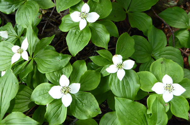 Bunchberries (Cornus canadensis)