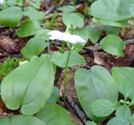 One-flowered Shinleaf (Moneses uniflora)