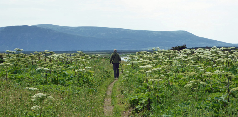 Walter Cooke in Cow Parsnip