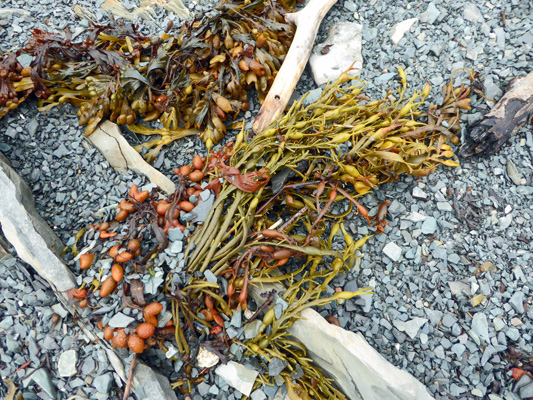 Yellow seaweed