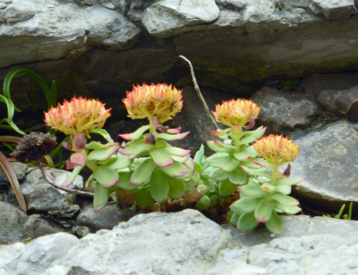 Roseroot (Rhodiola rosea)