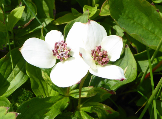 Dwarf Cornel (Cornus suecica)