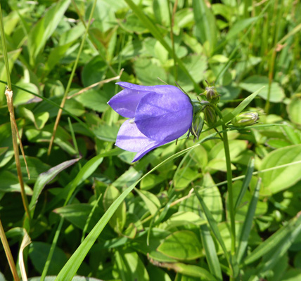 harebell (Campanula rotundifolia)