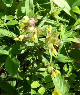 Yellow Rattle (Rhinanthus minor)