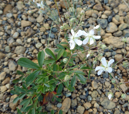 three-toothed cinquefoil (Sibbaldiopsis tridentata)