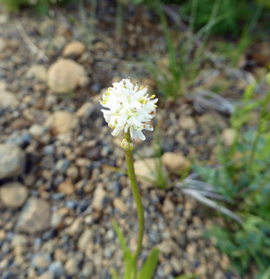 Three-leafed Solomon’s Seal (Maianthemum trifolium)