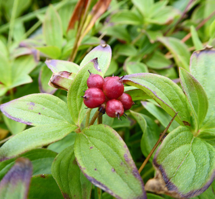 Dwarf Cornel (Cornus suecica)