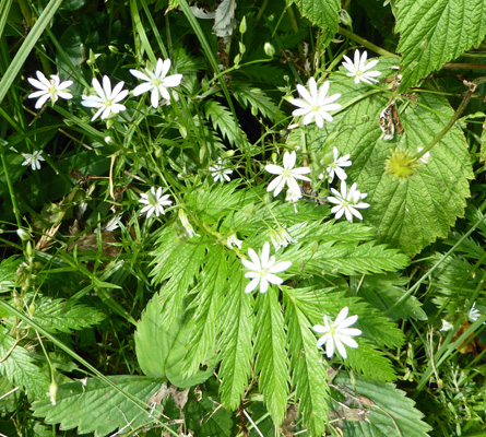 Lesser Stitchwort (Stellaria graminea)