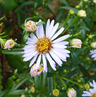 New York Asters (Symphyotrichum novi belgii)