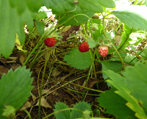 Wild strawberries